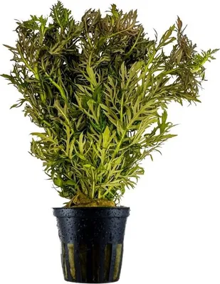 Produktbild von Aquarium Pflanze Hygrophila difformis Wasserpflanze Aquascaping AquaOne Nr.351H