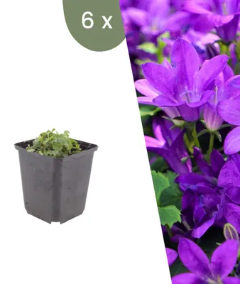 Productafbeelding van Planten van Frank | 6 Dalmatische klokkenbloem planten | Campanula portenschlagiana | Bodembedekker | Winterhard | Meerjarig | Tuinplanten