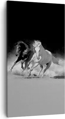 Produktbild von Bild auf Leinwand - Leinwandbild - Einteilig - Andalusier Pferde Galopp - 45x80cm - Wand Bild - Wanddeko - Wandbilder - Leinwanddruck - Bilder - Wanddekoration - Leinwand bilder - PA45x80-4240