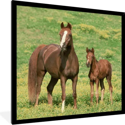 Produktbild von MuchoWow® Gerahmtes Poster Pferde - Gras - Braun 40x40 cm - Poster mit Schwarzem Bilderrahmen Wandposter Rahmen Foto Bilder - Mit Rahmen - Wanddekoration Schlafzimmer