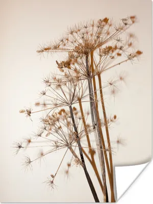 Produktbild von MuchoWow® Poster Getrocknete Blumen - Stillleben - Weiß - Pflanzen - Blumen 90x120 cm - Wohnzimmer