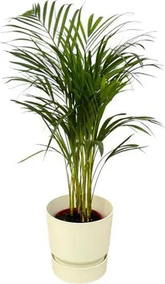 Image de Palmier areca - Palmier à bétel - hauteur env. 85cm - Plante d'intérieur