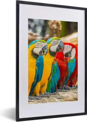 Produktbild von MuchoWow® Gerahmtes Poster Vögel - Papagei - Tropisch - Natur 40x60 cm - Poster mit Schwarzem Bilderrahmen Wandposter Rahmen Foto Bilder - Poster in Rahmen