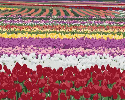 Produktbild von Zuty - Malen nach Zahlen - TULPENFELDER (DENNIS FRATES), 40x50 cm, ohne Keilrahmen