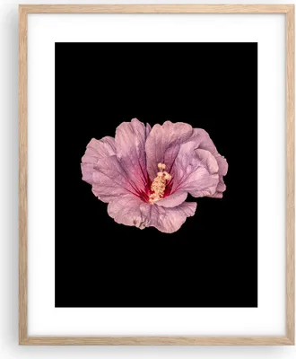 Produktbild von Gerahmtes Poster - Rahmen in heller Eiche - Hibiskus Blume Rosa - 40x50 cm - Wand Bild - Wanddeko - Wandbilder - Kunstposter - Wandposter - Bilderrahmen - Bilder - Kunstdruck - P2NPA40x50-4481