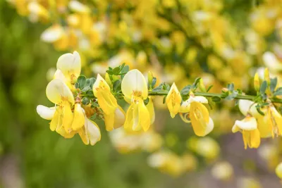 Produktbild von Cytisus scoparius 'Dukaat', Besenginster, gelb, 20–30 cm