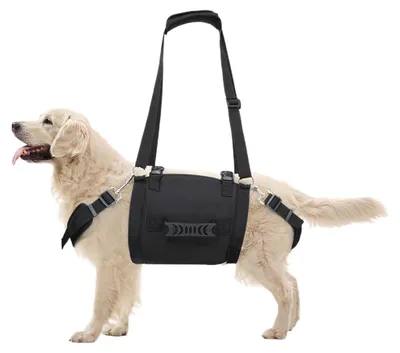 Image de Harnais confortable pour chien, conçu pour faciliter la marche