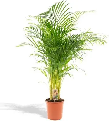 Produktbild von Areca-Palme Dypsis lutescens Ø24cm 130cm Betelpalme Goldfruchtpalme luftreinigend