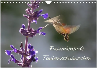Produktbild von Faszinierende Taubenschwänzchen (Wandkalender 2025 DIN A4 quer), CALVENDO Monatskalender