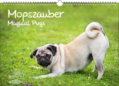 Produktbild von Mopszauber DIN A3 Immerwährender Kalender Mops Hunde und Welpen - Seelenzauber