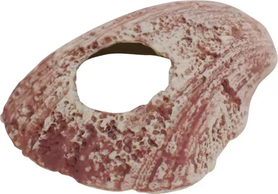 Immagine prodotto di Conchiglia decorativa per acquari Nobby con foro