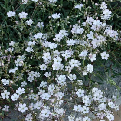 Obrázok produktu pre 6 x záhradná gypsophila  - Gypsophila repens 'Rosea'  | Kvetináč 9 cm x 9 cm