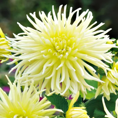 Produktbild von Dahlie Garten und Töpfe Knollen Kaktus-Dahlie Yellow Star 1 St.