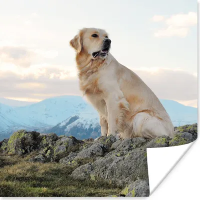 Produktbild von MuchoWow® Poster Ein Golden Retriever sitzt auf den Felsen 75x75 cm - Wand Dekoration