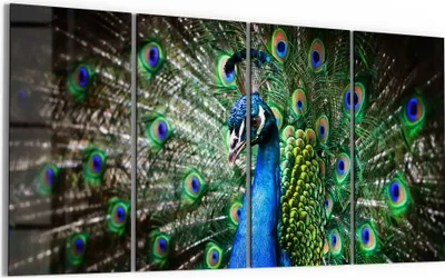 Produktbild von DEQORI Glasbild Echtglas 4x30x60 cm 'Schönheit des Gefieders' Wandbilder XXL groß