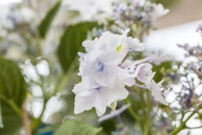 Produktbild von Hydrangea macrophylla 'Fireworks White', Hortensie, weiß, 30–40 cm