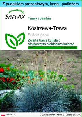 Zdjęcie produktu dla SAFLAX - Zestaw prezentowy - Kostrzewa-Trawa - 50 Nasiona - Z pudełkiem upominkowym, etykietą wysyłkową, kartą podarunkową i podłożem uprawowym - Festuca glauca