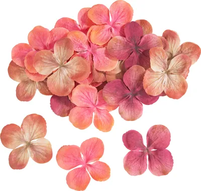 Produktbild von Hortensien-Blüten, 30 Stück Peach