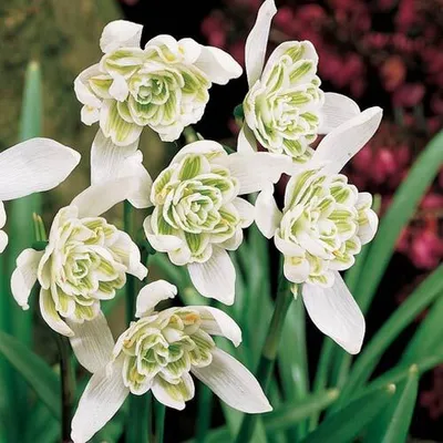 Produktbild von 25 Blumenzwiebeln Gefüllte Schneeglöckchen Galanthus Flore Pleno