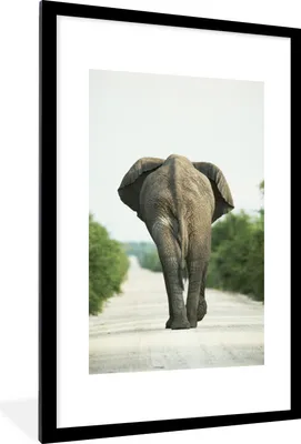 Produktbild von MuchoWow® MuchoWow® Gerahmtes Poster Elefant - Kröte - Tiere - Natur 60x90 cm - Poster mit zchwarzem Bilderrahmen - Dekoration - Wandposter Wohnzimmer - Hochwertig