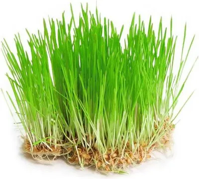 Obrázek produktu pro Biomiska MLADÝ JEČMEN  - semínka na klíčení 30 g BIOMISKA