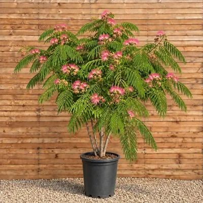 Produktbild von Seidenbaum 200-250 cm - Albizia julibrissin mehrstämmig