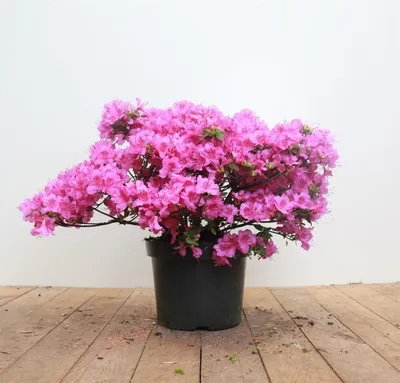 Produktbild von Rhododendron obt. 'Königstein', lila Blüten, 30–40 cm