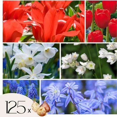 Image de Mélange de bulbes des Pays-Bas - Set de 125