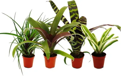 Zdjęcie produktu dla Mini zestaw bromeliad "Nature's Touch" - 4 rosliny o niezwyklym naturalnym wygladzie - doniczka 5,5 cm