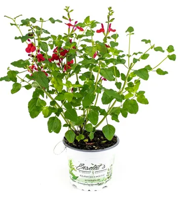 Produktbild von Enseleits Johannisbeer-Salbei, Salvia microphylla, Kräuter Pflanze