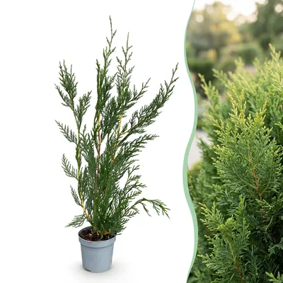 Produktbild von Green boutiQ - 40x Cupressocyparis leylandii 2011 - Leylandii - Heckenpflanzen - Immergrün - Grün - Topf 9cm - Höhe 30-40cm