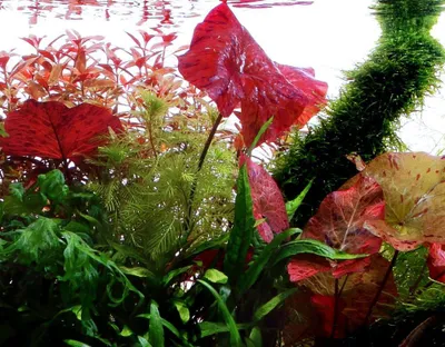Produktbild von Aquarium Pflanze Nymphaea Lotus Tigerlotus Wasserpflanze Aquariumpflanzen Nr.019