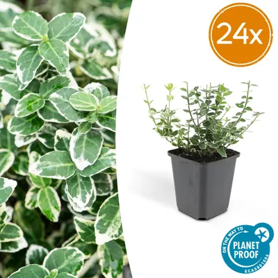 Zdjęcie produktu dla Euonymus fort. 'Emerald Gaiety' | 24 szt. - 10-25cm - Ø9cm - Roślina ogrodowa