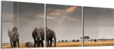 Produktbild von DEQORI Glasbild Echtglas 3x50x50 cm 'Savannen Dämmerung' Wandbilder XXL groß