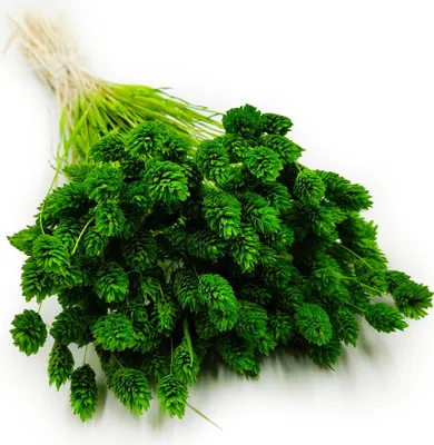Produktbild von Phalaris Getrocknete - Kanariengras - Grün