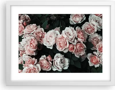 Produktbild von Gerahmtes Poster - Weißer Rahmen - Rosen Blumen Blätter - 40x30 cm - Wand Bild - Wanddeko - Wandbilder - Kunstposter - Wandposter - Bilderrahmen - Bilder - Kunstdruck - P2WAA40x30-4760