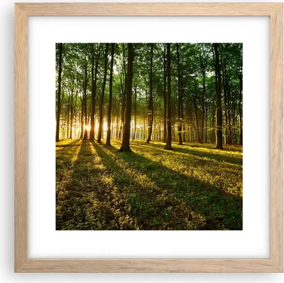 Produktbild von Gerahmtes Poster - Rahmen in heller Eiche - Wald grün Sonnenstrahlen Natur - 30x30 cm - Wand Bild - Wanddeko - Wandbilder - Wandposter - Bilderrahmen - Bilder - Kunstdruck - Wandbild - P2NAC30x30-2510
