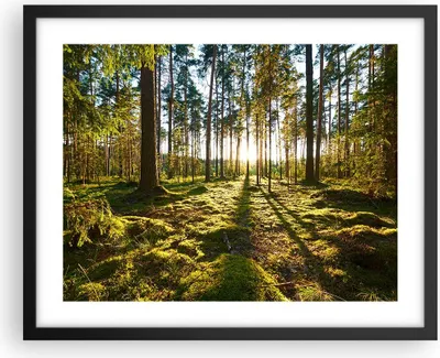 Produktbild von Gerahmtes Poster - Schwarzer Rahmen - Wald Baum Natur - 50x40 cm - Wand Bild - Wanddeko - Wandbilder - Kunstposter - Wandposter - Bilderrahmen - Bilder - Kunstdruck - Wandbild - P2BAA50x40-3724