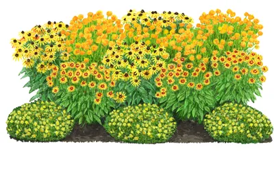 Produktbild von Dehner Bio Stauden-Set Sonnenanbeter, 12 Pflanzen für sonnige Standorte, mehrjährig, je 5-20 cm exkl. Pflanztopf, Ø Topf je 9 cm, gelb