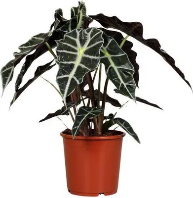 Produktbild von Pfeilblatt Alocasia Polly Ø17cm ↕45cm Tropische Zimmerpflanze Glänzende Blätter