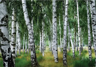 Produktbild von Fototapete Wald Birken Natur - 400x280 cm - Vliestapete Wohnzimmer Schlafzimmer - Vlies Fototapete Grün - 15855VX8