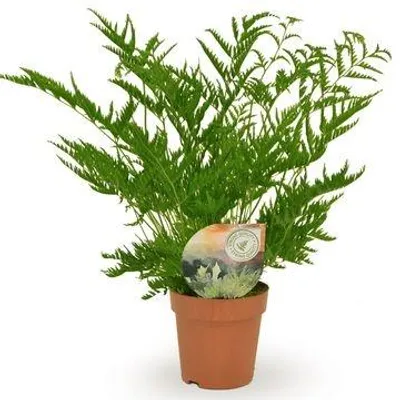 Productafbeelding van JUNAVERA Pteris straminea terrariumvaren | 9 cm pot | 15 cm hoog