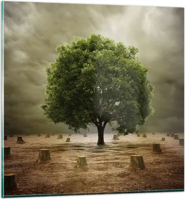 Produktbild von Bilder auf glas - Baum Feld Umwelt - 40x40cm - Glasbilder - Wandbilder - Kunstdruck - zum Aufhängen bereit - Wanddekoration aus Glas - Glas Bilder - Wandbild auf Glas - Einteilig - GAC40x40-2727