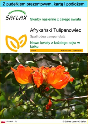 Zdjęcie produktu dla SAFLAX - Zestaw prezentowy - Afrykański Tulipanowiec - 30 Nasiona - Z pudełkiem upominkowym, etykietą wysyłkową, kartą podarunkową i podłożem uprawowym - Spathodea campanulata