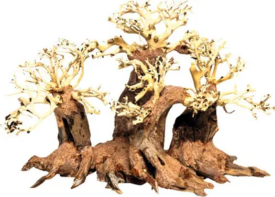 Produktbild von Wald-Bonsai M (40 x 20 x 25 cm)