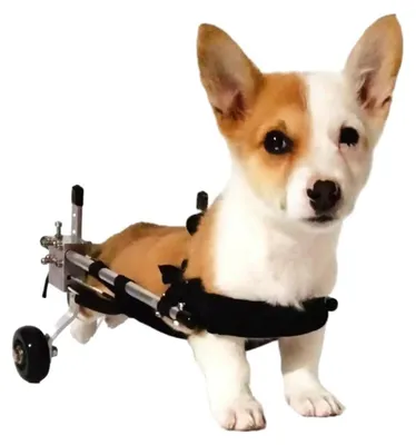 Immagine prodotto di Carrello per piccoli animali domestici con 2 ruote