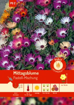 Produktbild von Mittagsblume Pastell-Mischung | Blumensamenmischung von Carl Pabst