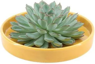 Produktbild von Echeveria Pulidonis Rootless Ø20cm Gelbe Schale Schnitt-Sukkulente Zimmerdeko