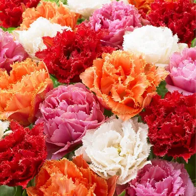Productafbeelding van Winterharde, meerjarige tulpenbollen - Dubbelbloemige collectie - 20 bloembollen - Planten afkomstig uit Nederland - Tulpenbollen voor tuin, potten en balkon (grote bollen, geen zaden, niet kunstmatig)