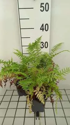 Produktbild von 6 x Athyrium filix-femina 'Rotstiel' - Otsieliger Frauenfarn - Topf 9 x 9 cm